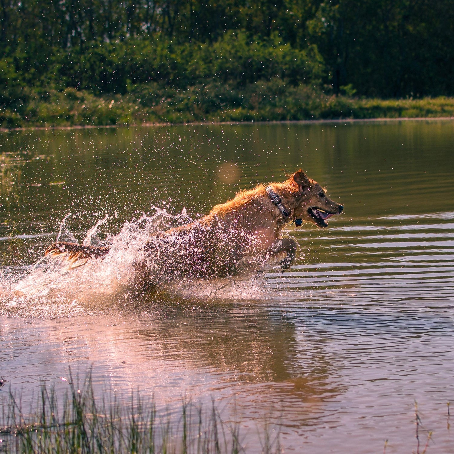 Dog running through water with a collar, surrounded by greenery, Danielle West Photography