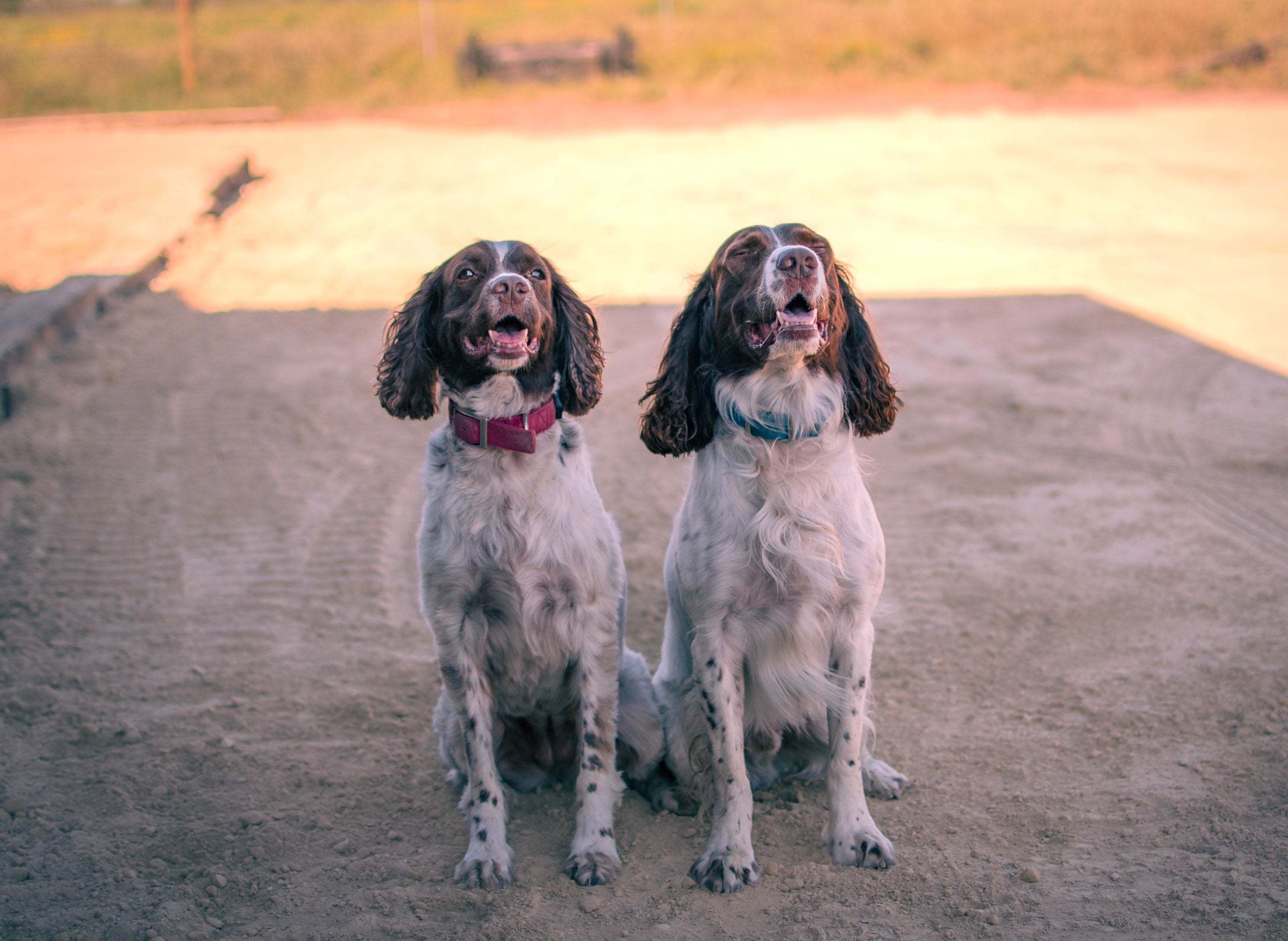 Two dogs sitting on a dirt path with a blurred natural background, Danielle West Photography