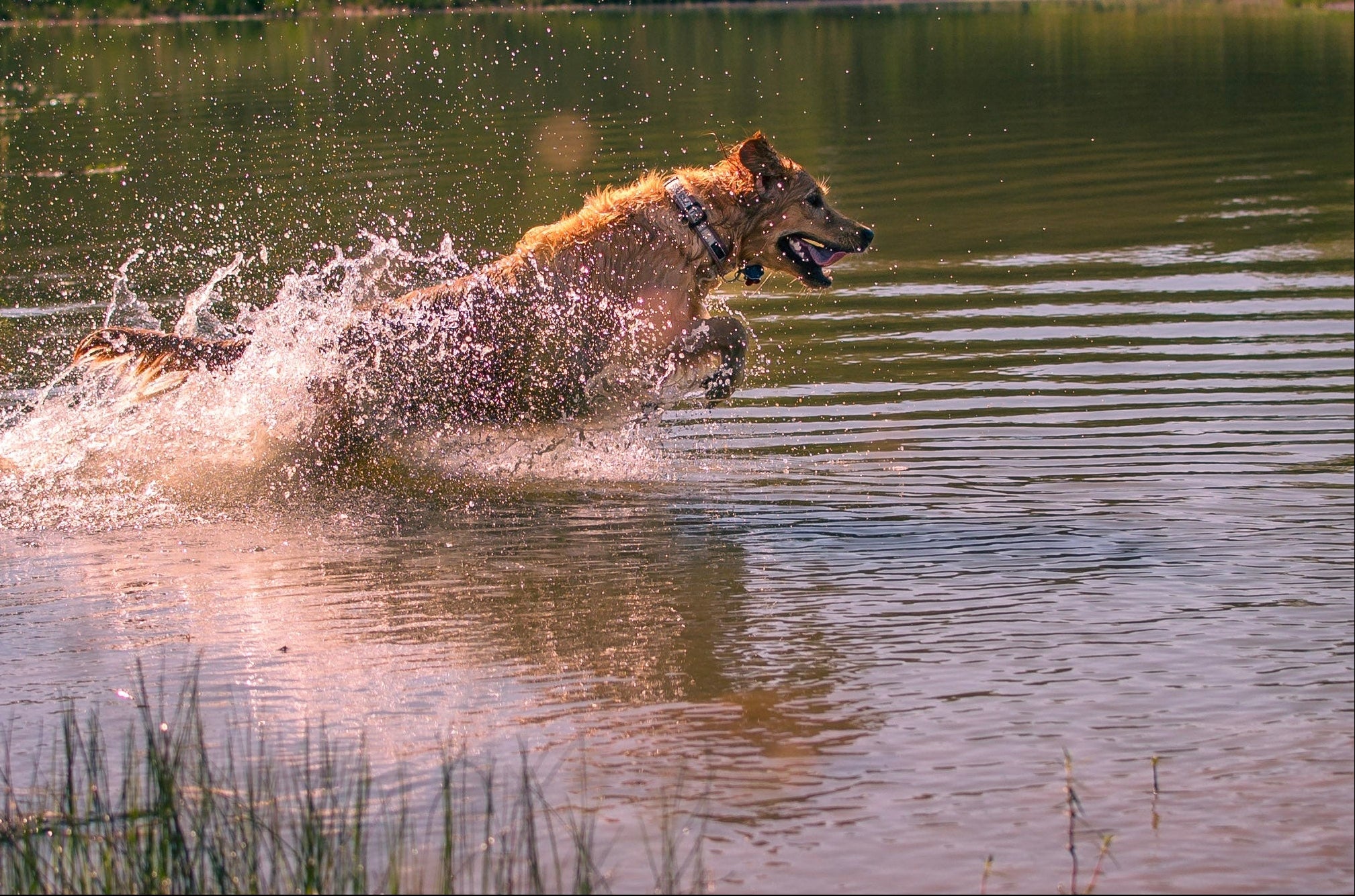 Golden retriever retrieving in the water at The Gundog Club, Danielle West Photography
https://www.daniellewesthoustonphotography.com/