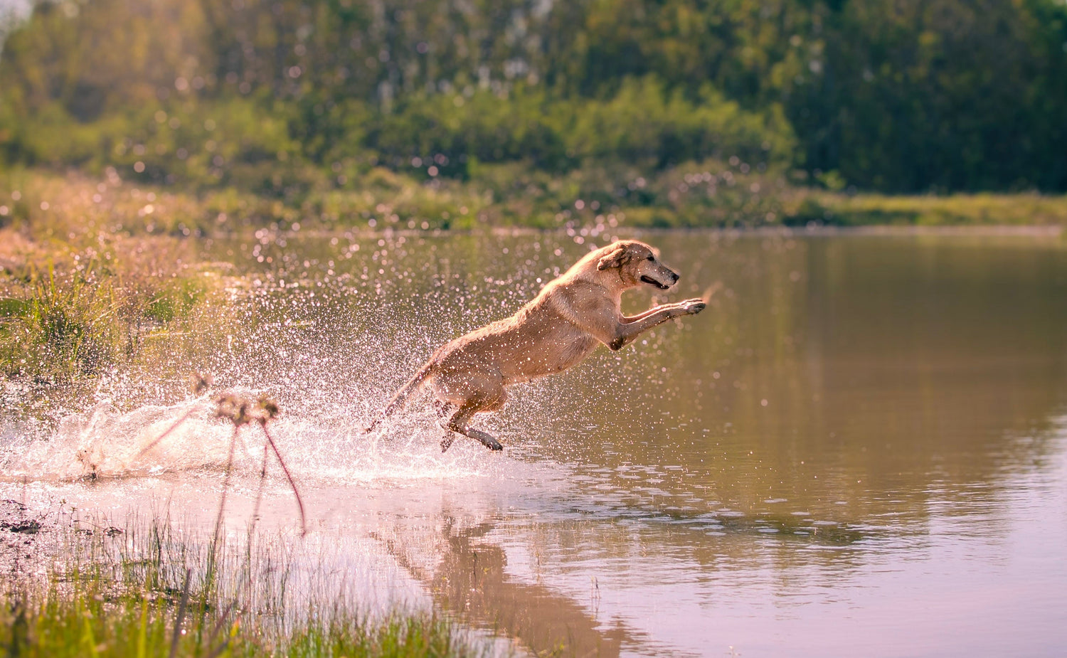 Dog working hard leaping into the pond at The Gundog Club, photo by Danielle West